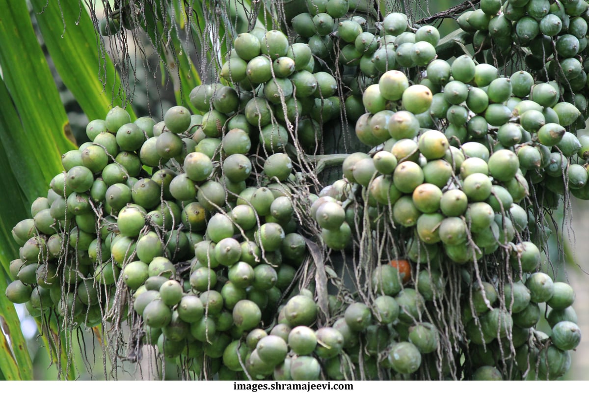 Raw Arecanut