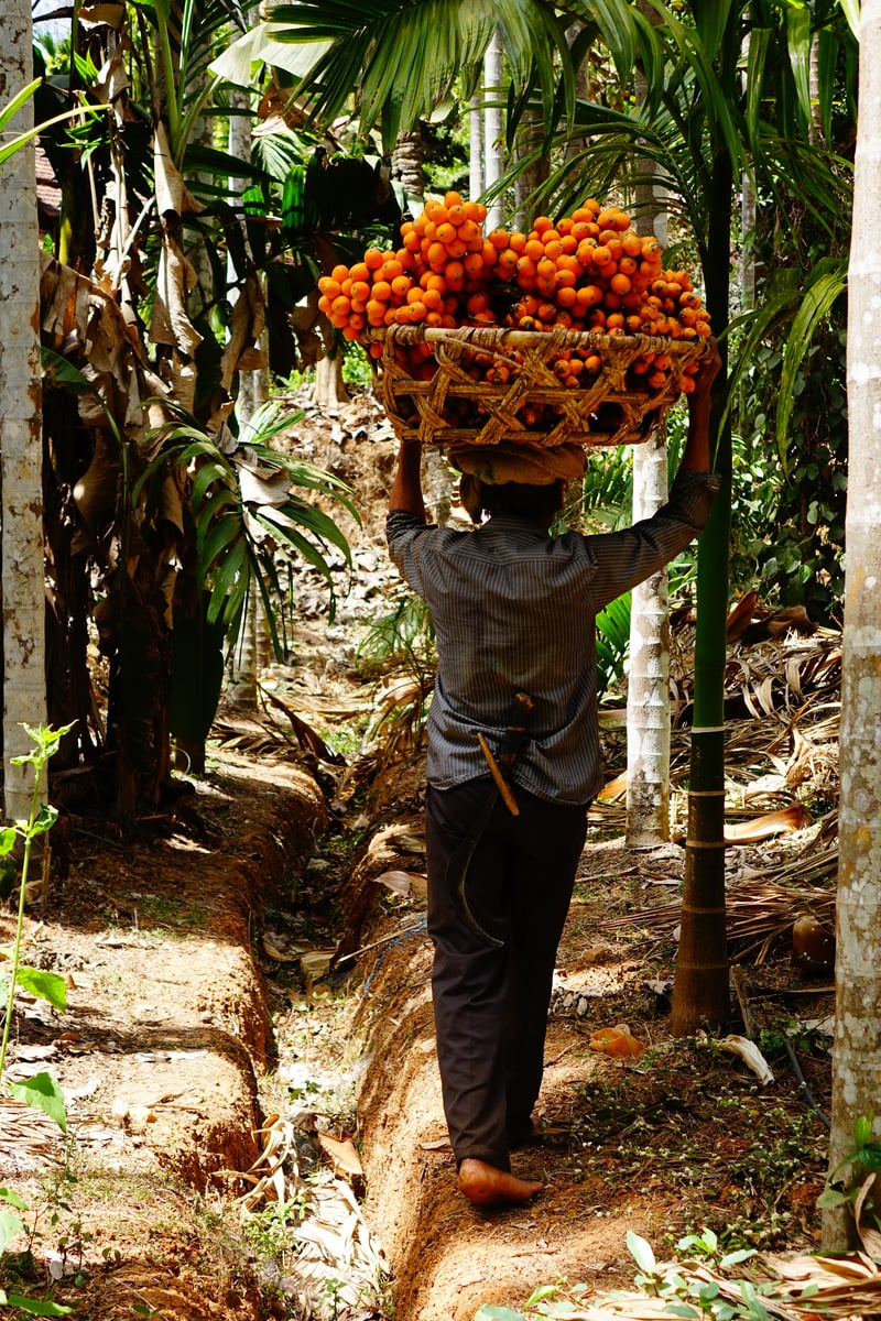 Ripened Arecanut